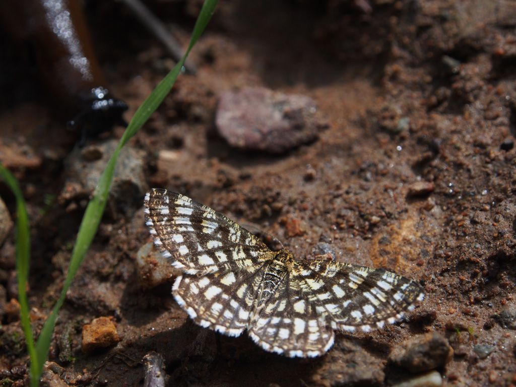 Nessuna idea..da identificare -  Chiasmia clathrata, Geometridae