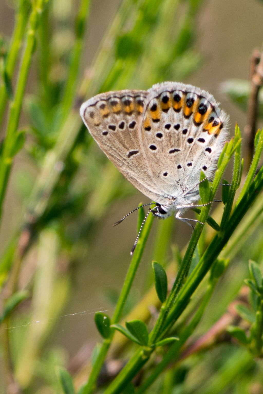 Plebejus argus femmina?