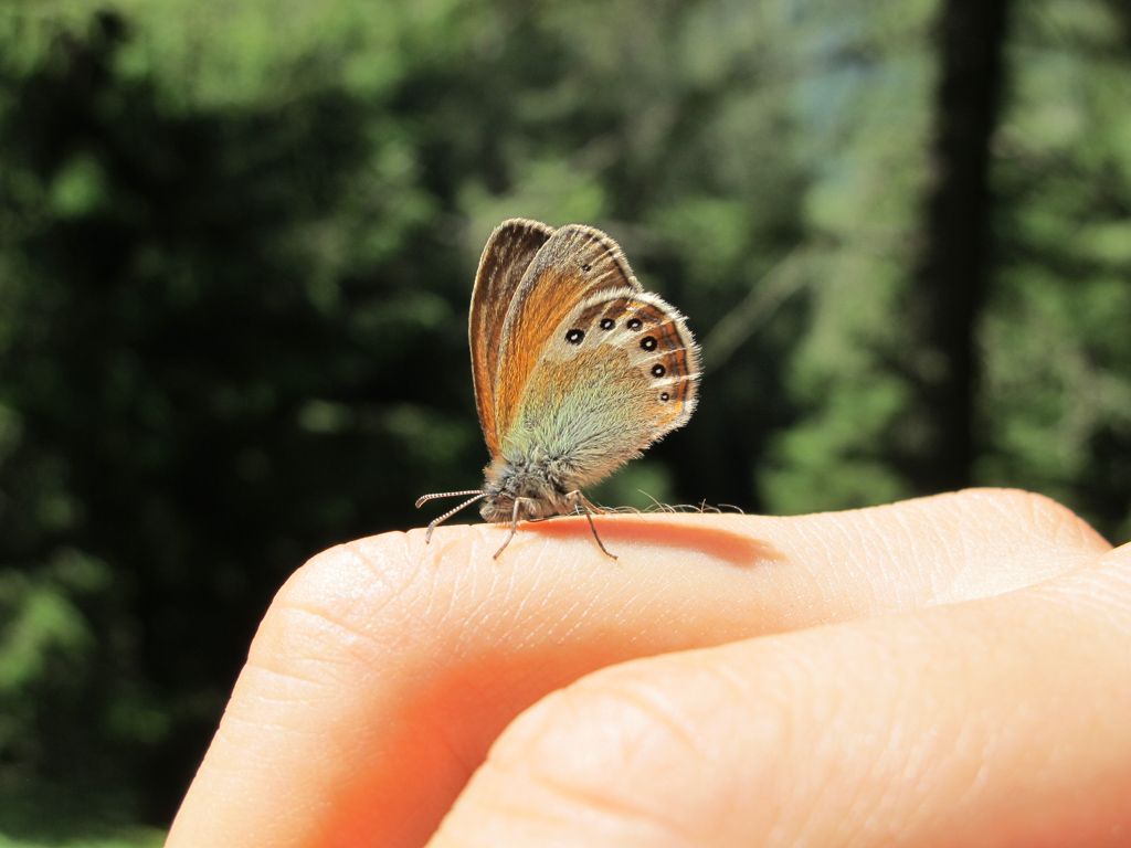 Farfalla socievole:  Coenonympha gardetta (Nymphalidae Satyrinae)