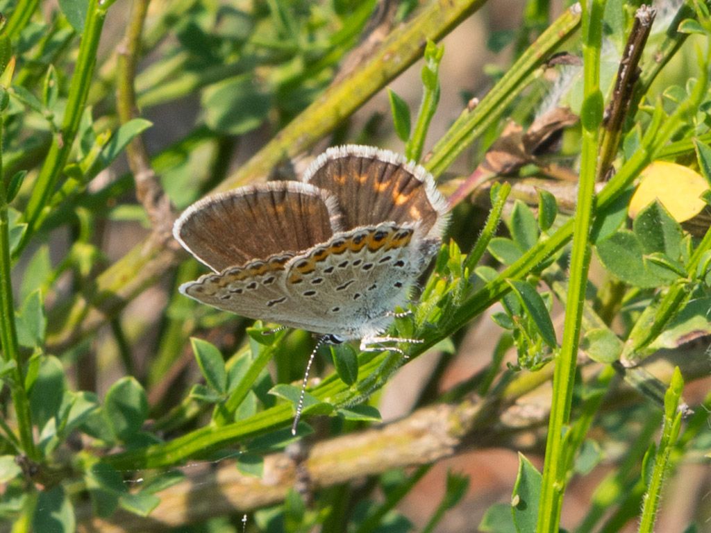 Plebejus argus femmina?