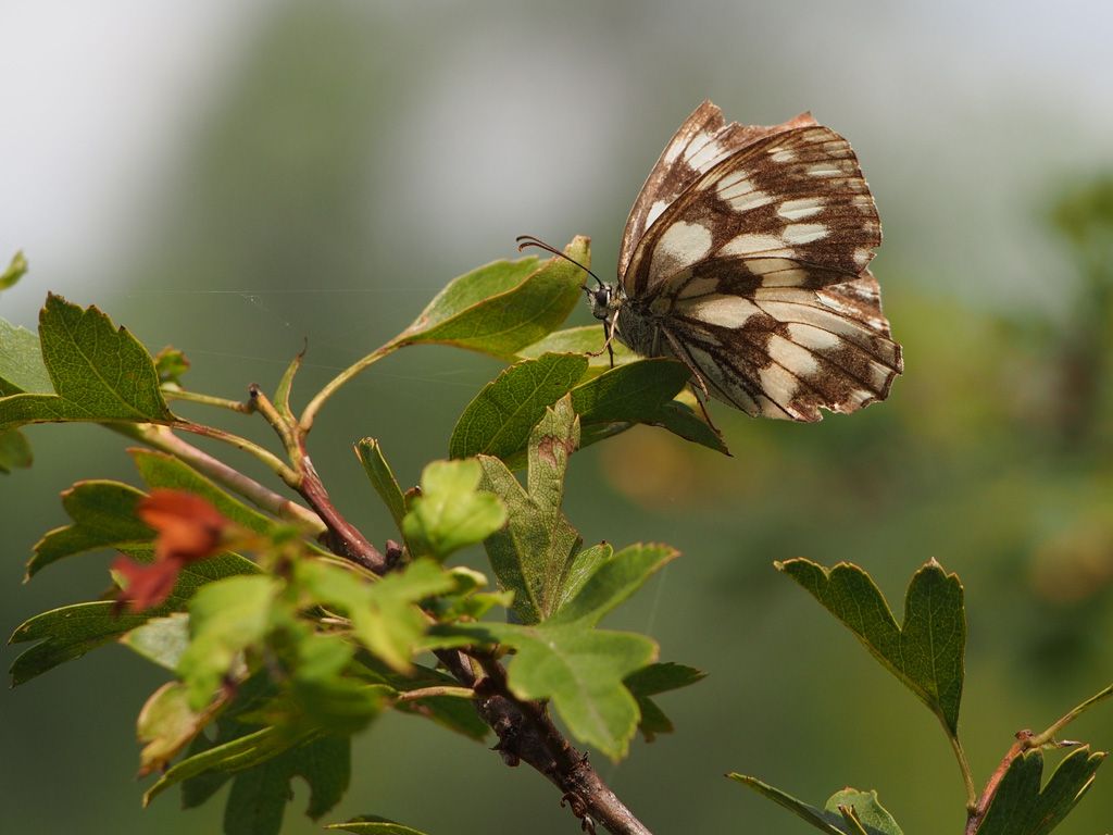 Melanargia galathea?