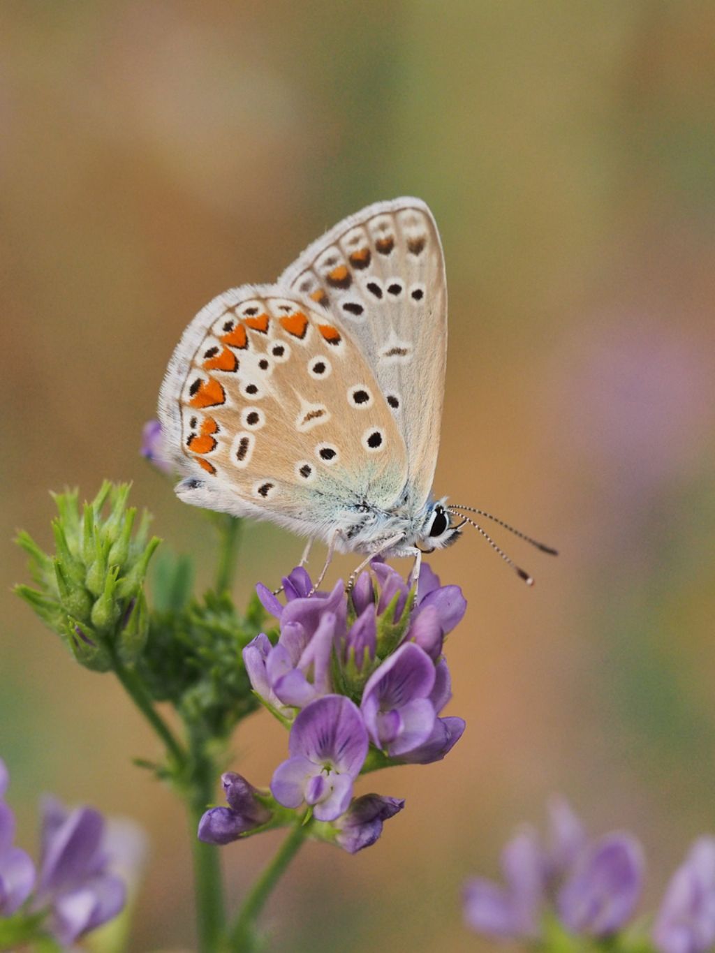 Sempre Polyommatus bellargus?