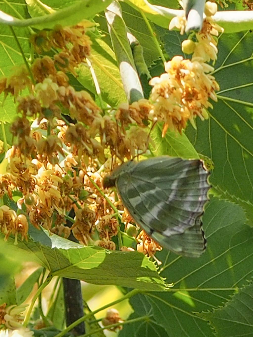 Argynnis paphia