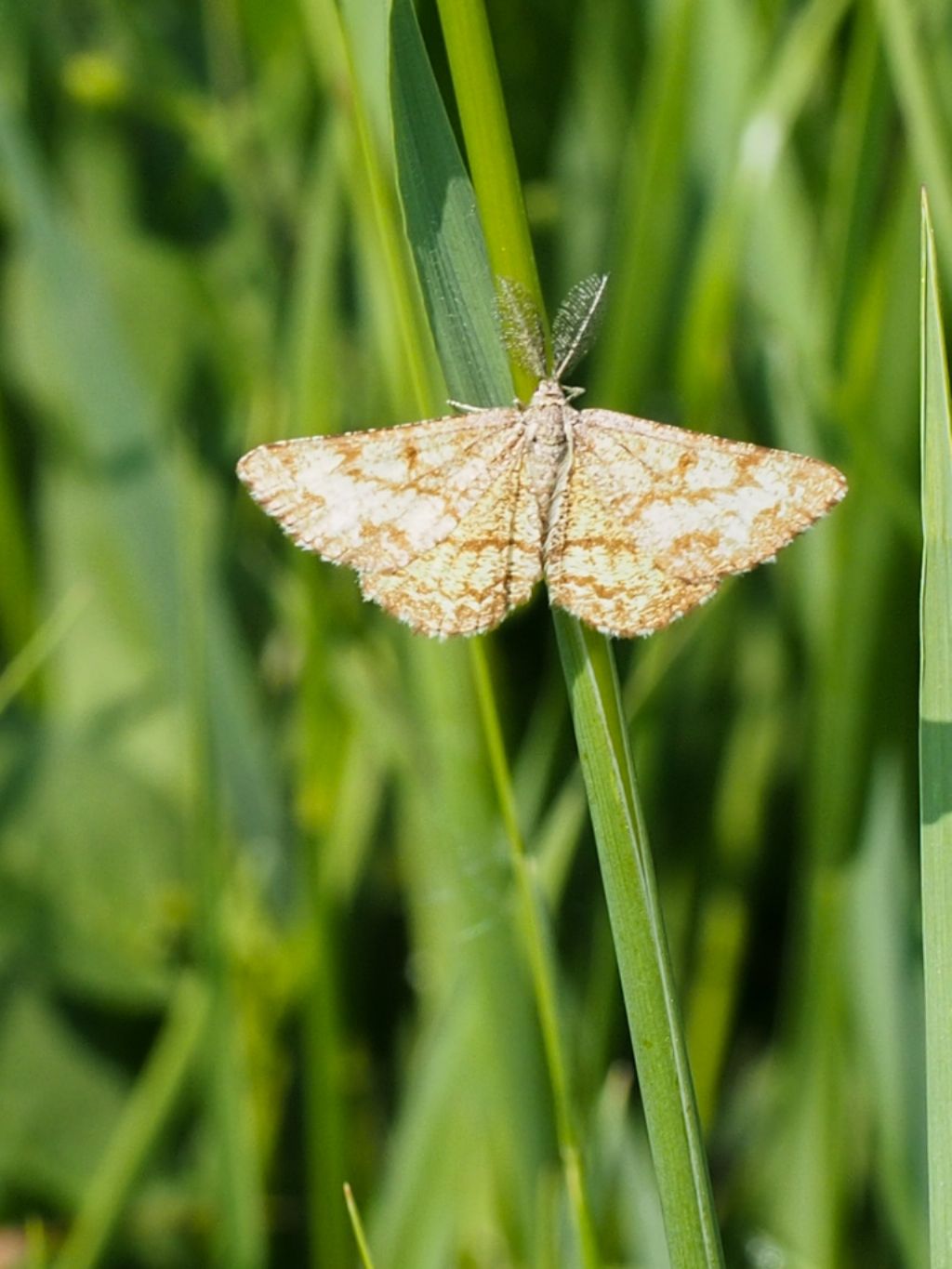 Geometridae: Ematurga atomaria