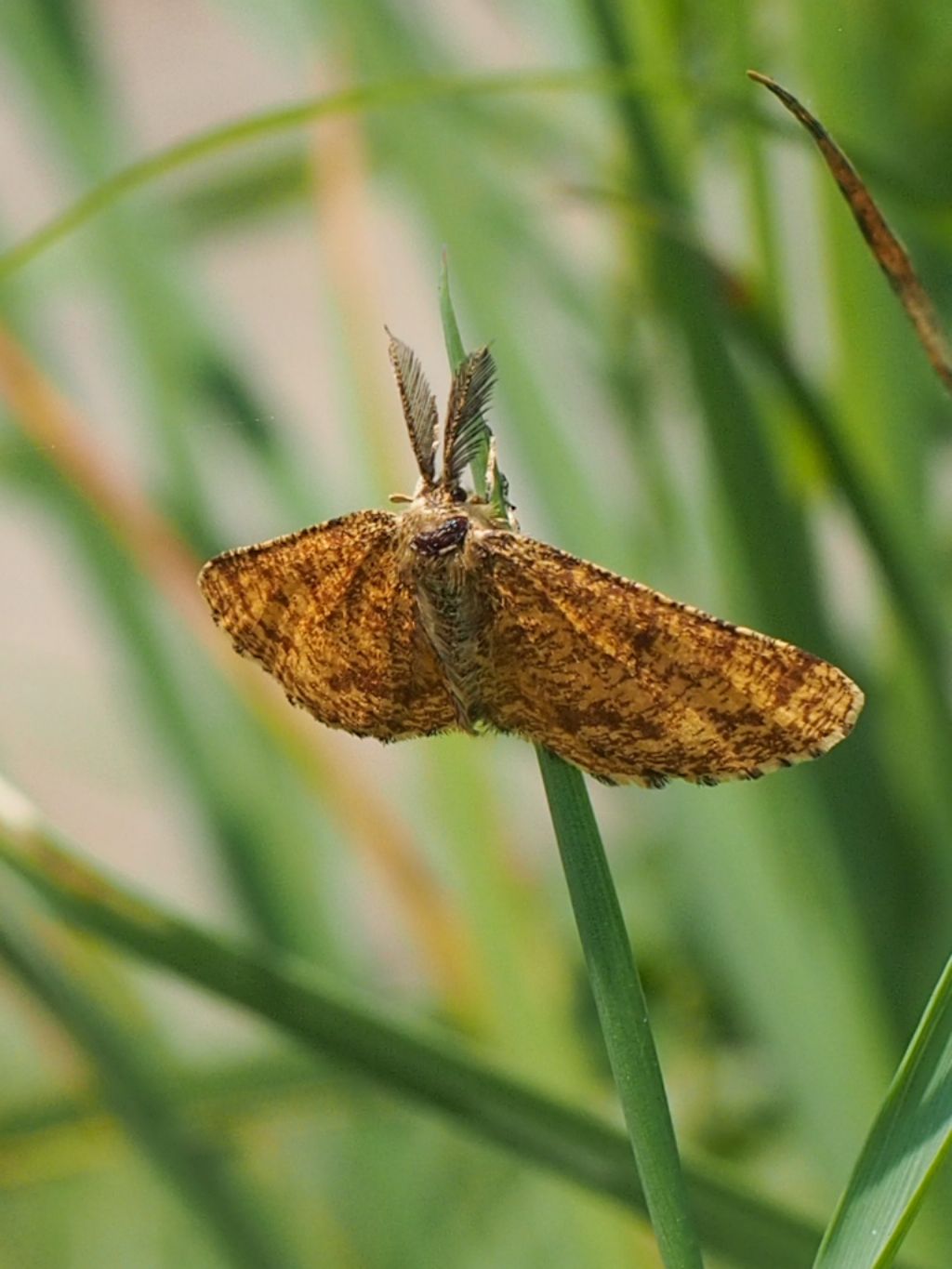 Geometridae: Ematurga atomaria