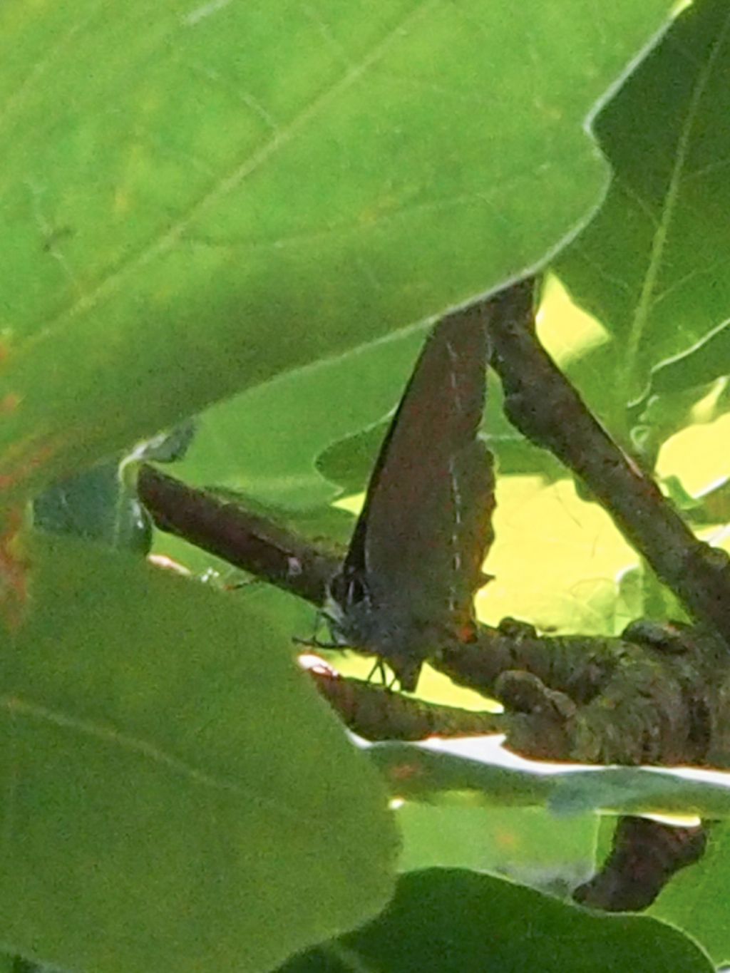 Satyrium ilicis