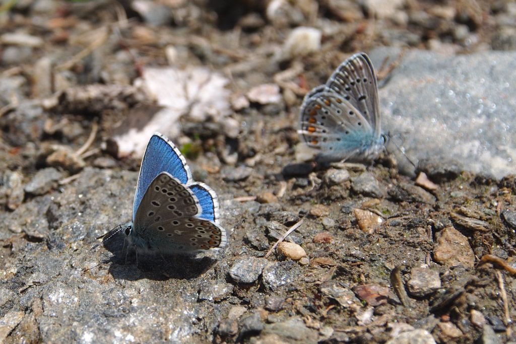 Polyommatus bellargus?