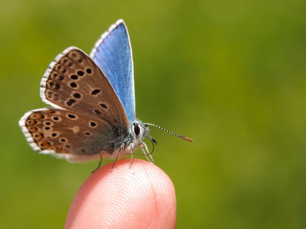 Polyommatus bellargus?