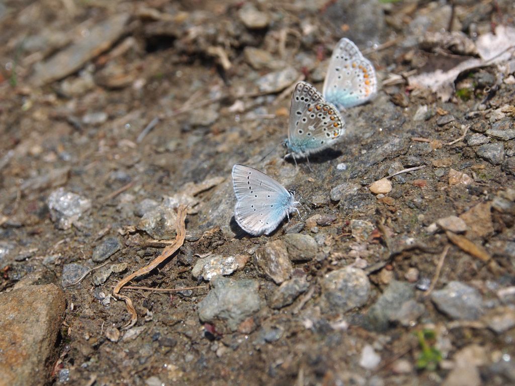 Polyommatus bellargus?