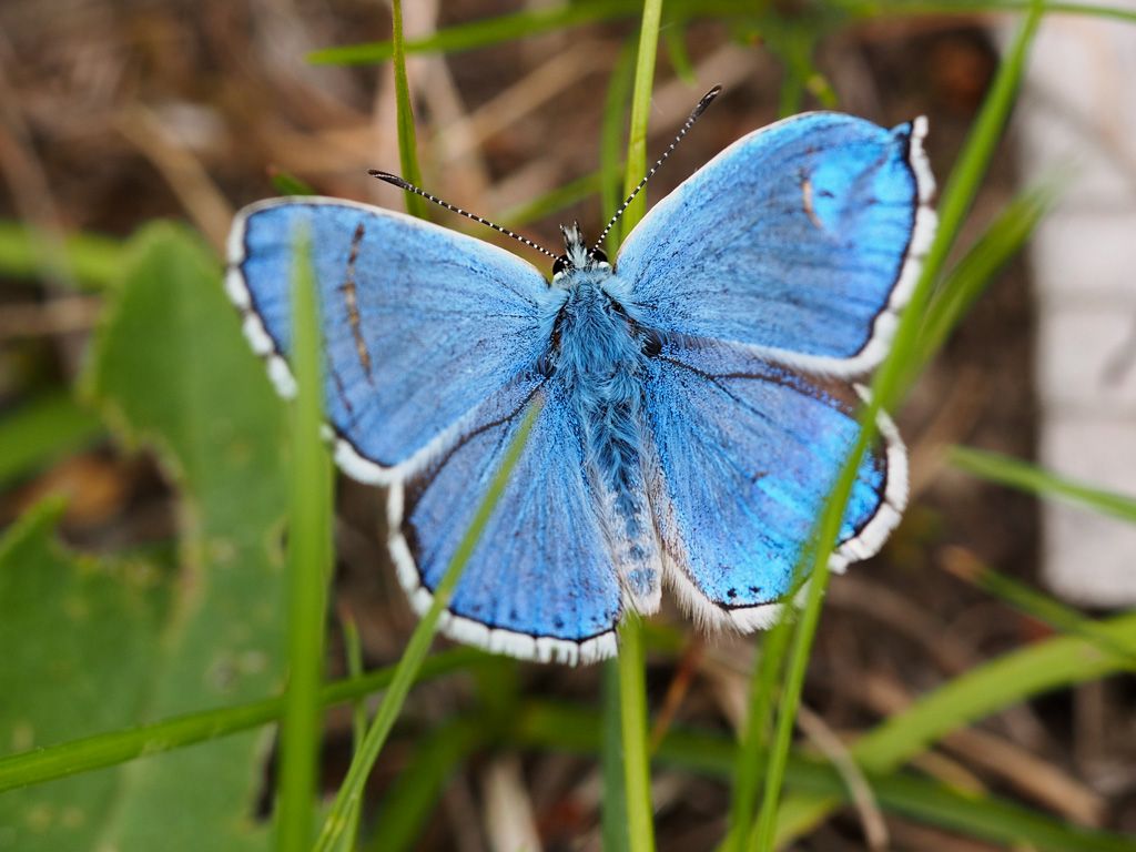 Sempre Polyommatus bellargus?