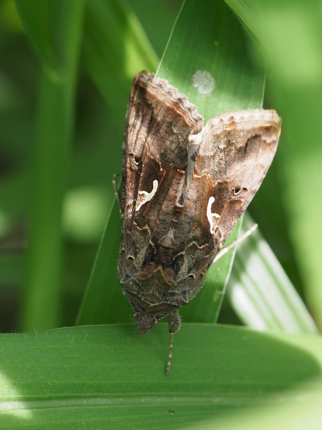 Autographa gamma