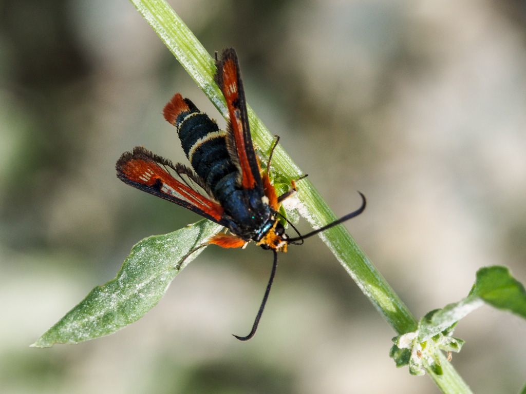 Pyropteron chrysidiformis