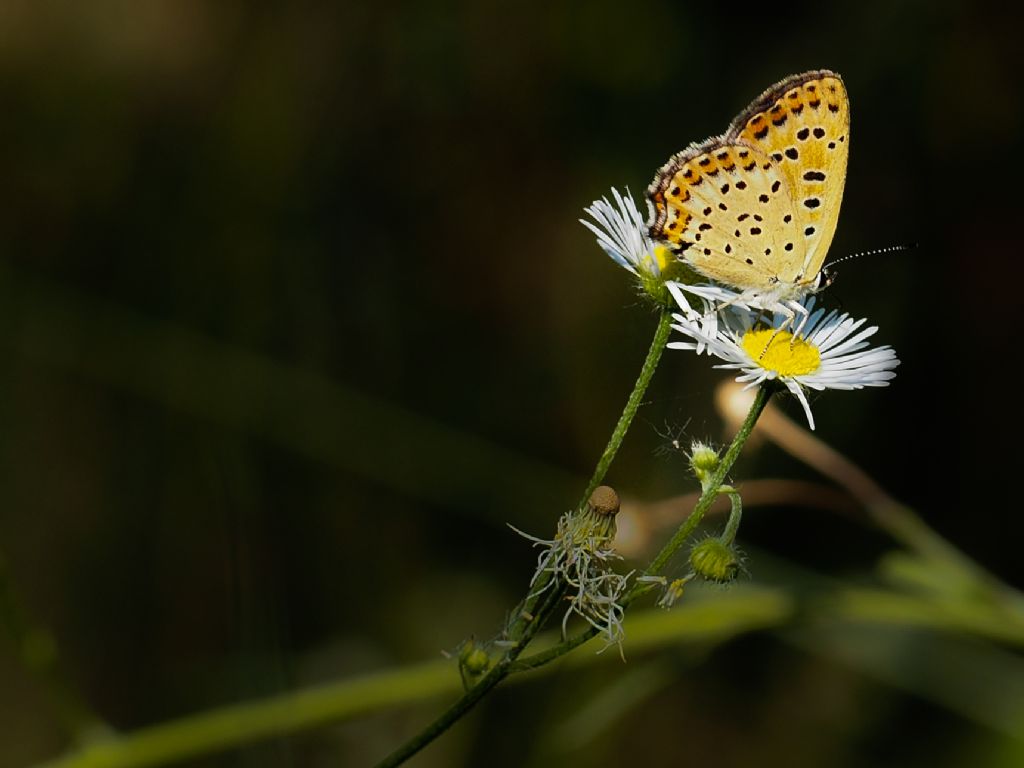 Lycaena tytirus femmina?