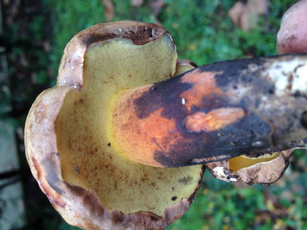 Boletus in giardino