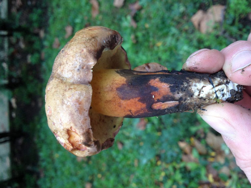 Boletus in giardino