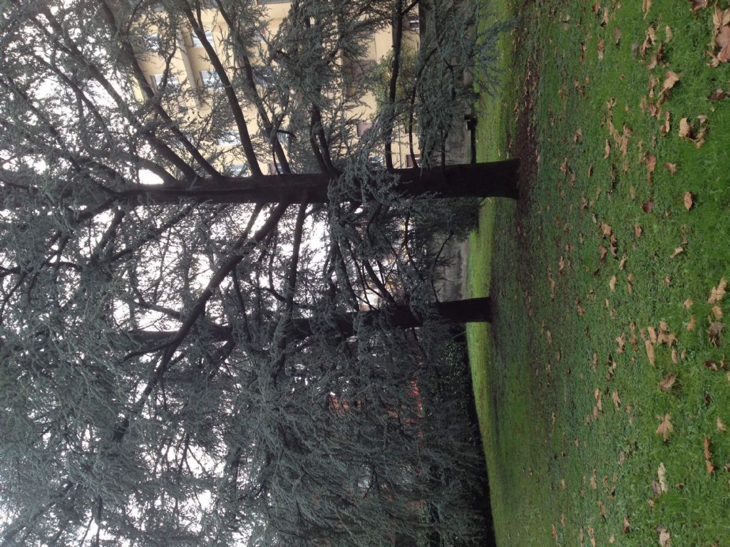 Boletus in giardino