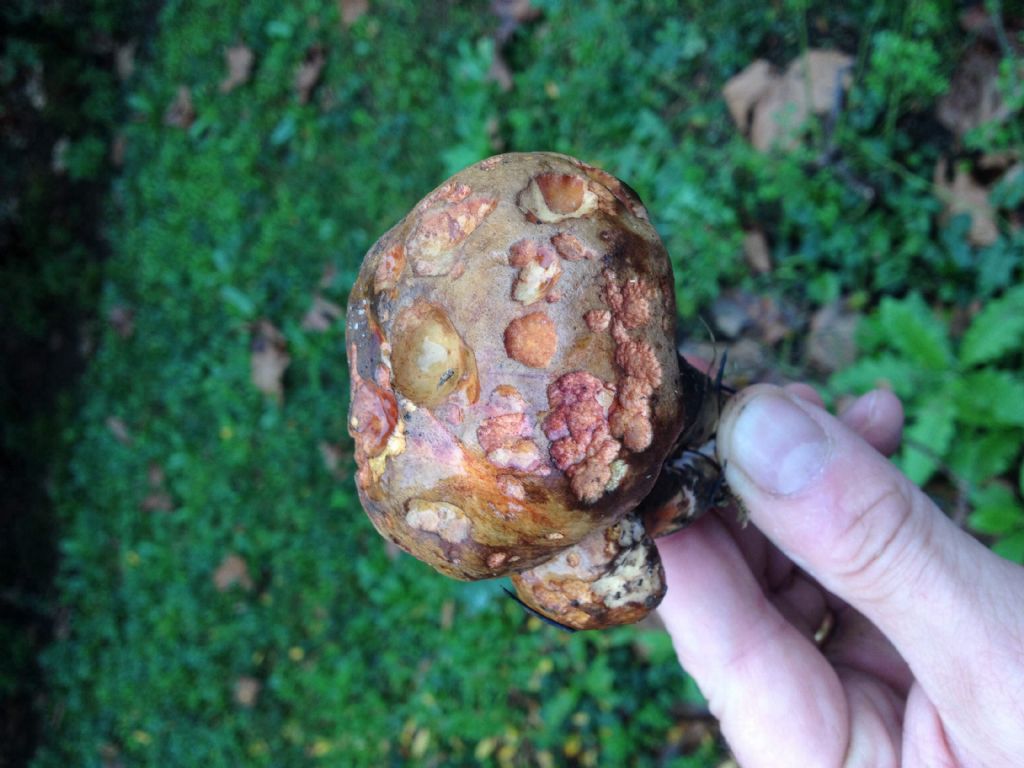 Boletus in giardino