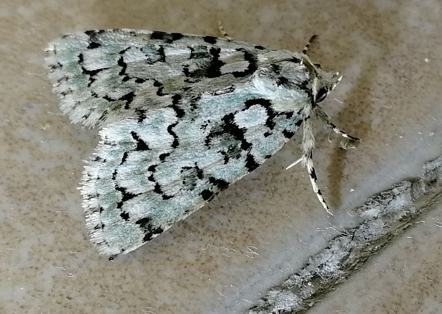 Lymantria monacha? No, Nyctobrya (Bryopsis) muralis - Noctuidae