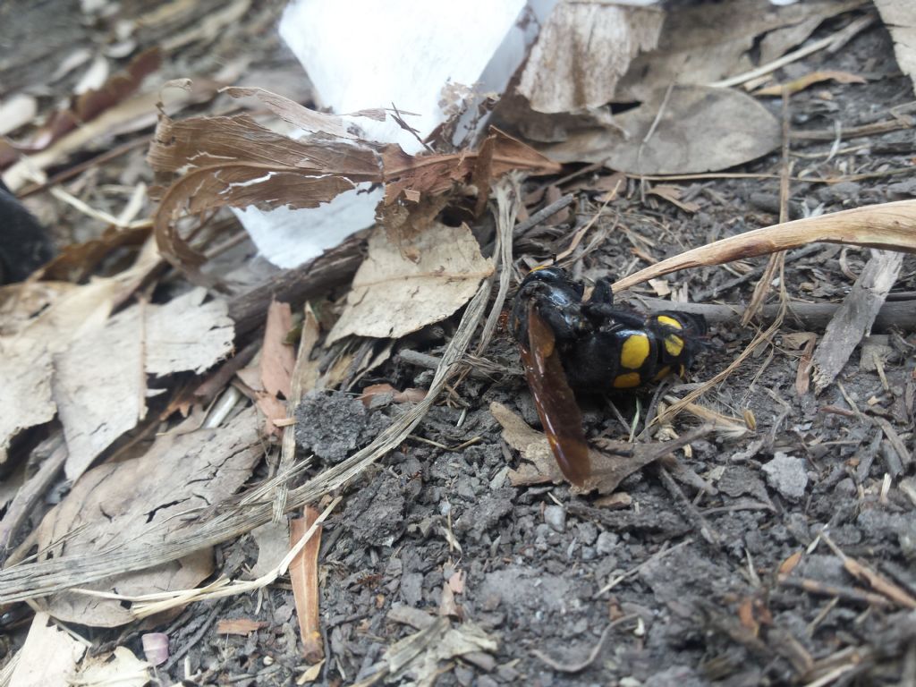 Megascolia maculata flavifrons, femmina (Scoliidae)