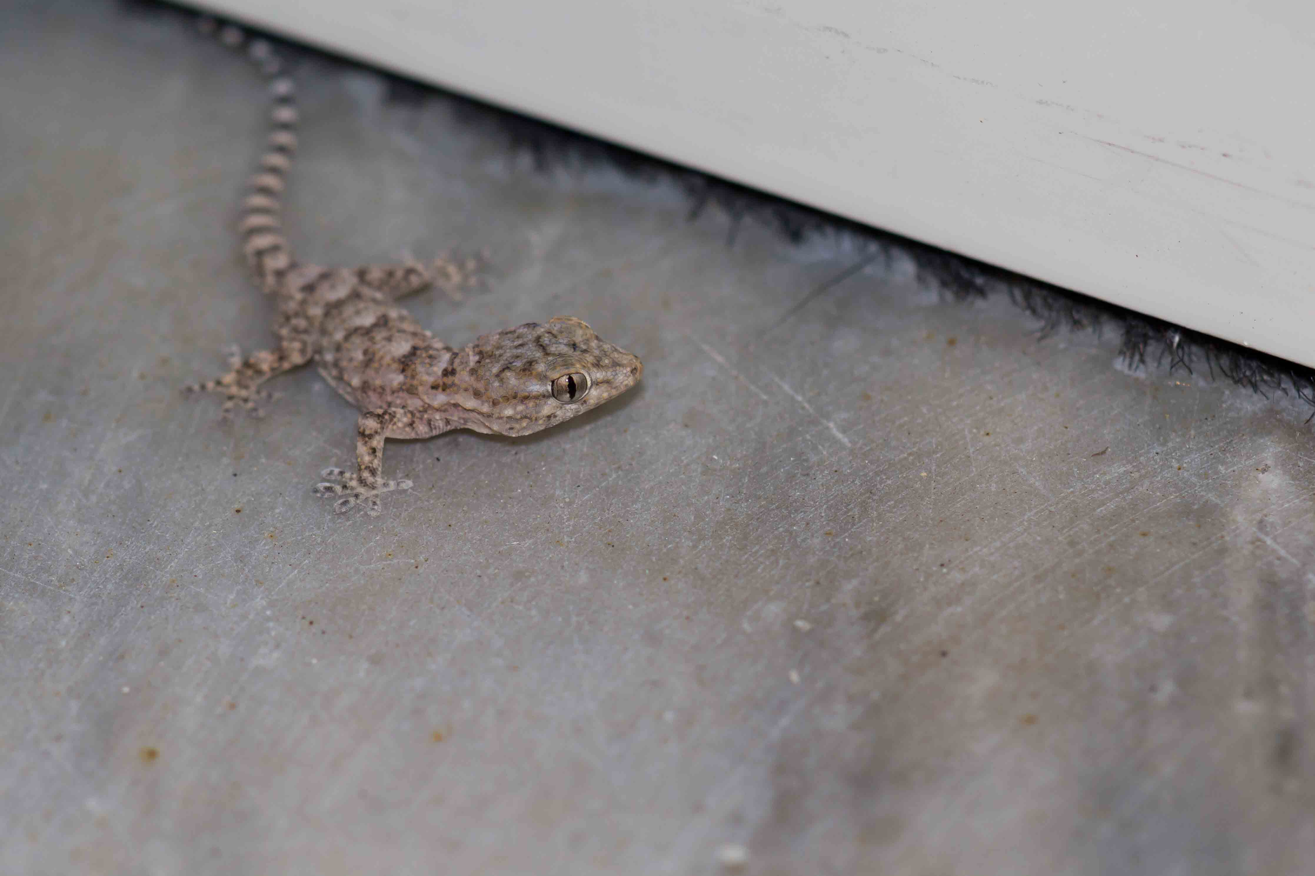 Geko in casa