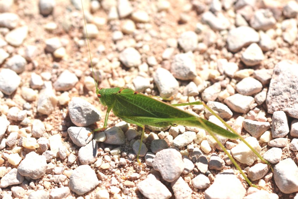 Ensifera, Tettigonidae  Tettigonia viridissima