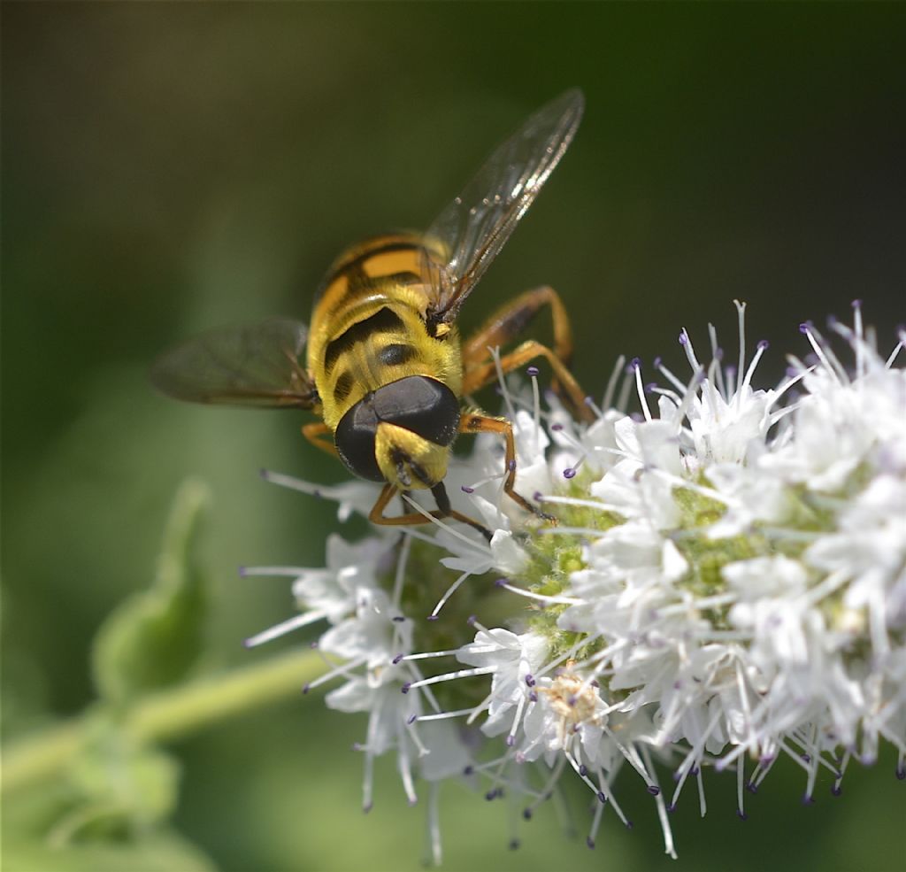 Diptera Brachycera Syrphidae