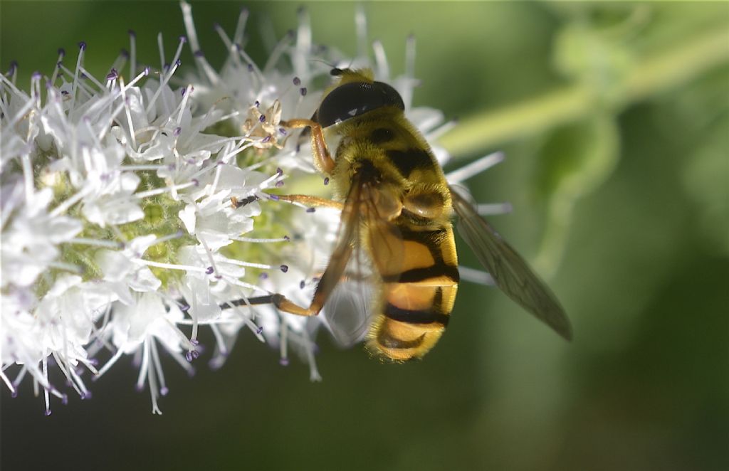 Diptera Brachycera Syrphidae