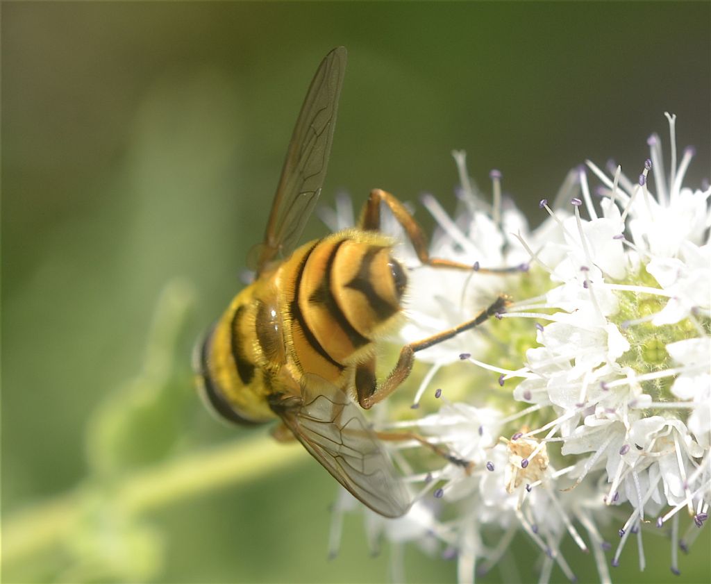 Diptera Brachycera Syrphidae