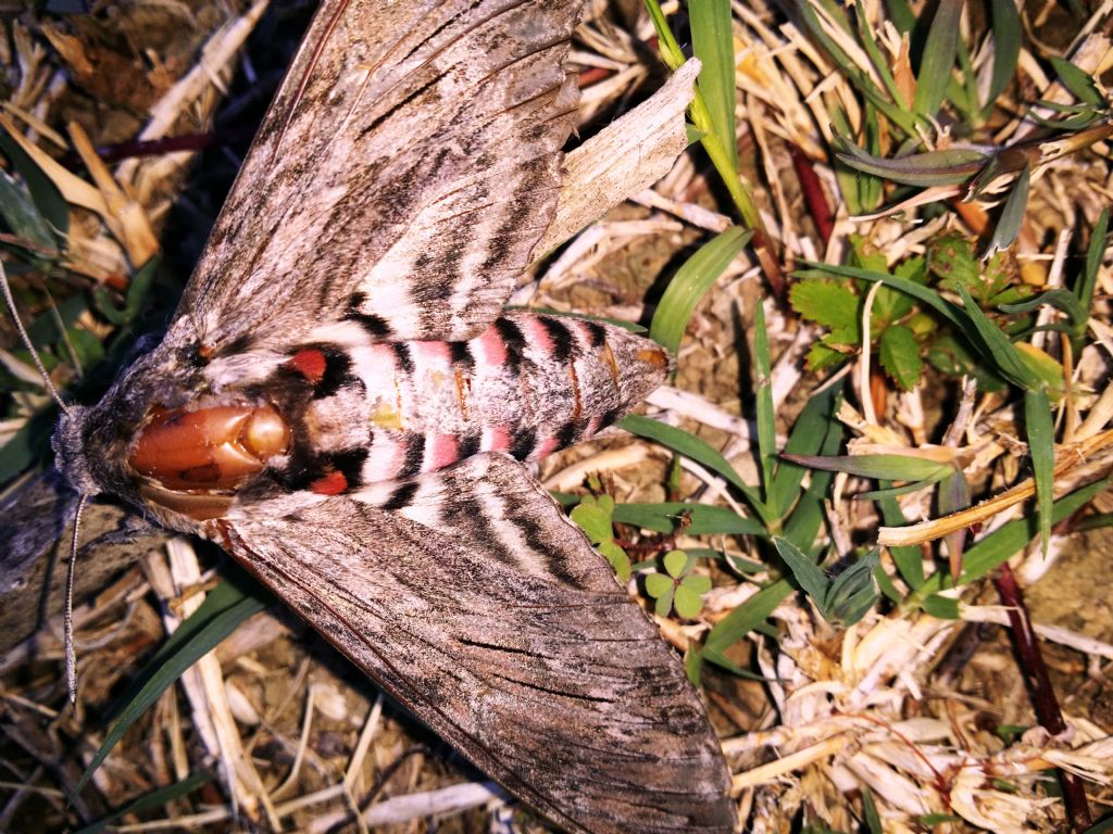 Sphinx ligustri (sphingidae)?