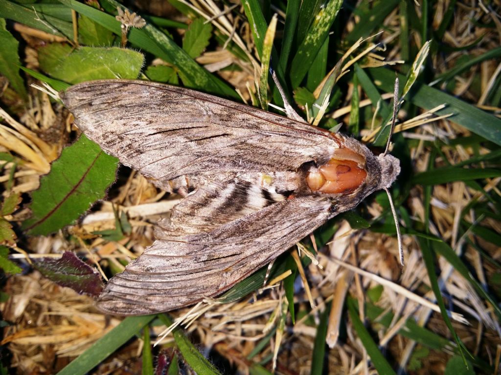 Sphinx ligustri (sphingidae)?