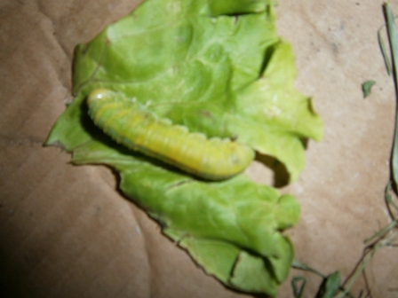 identificazione urgente di larva