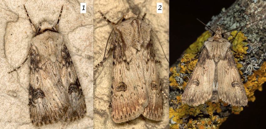 Agrotis da id - Agrotis puta, Noctuidae