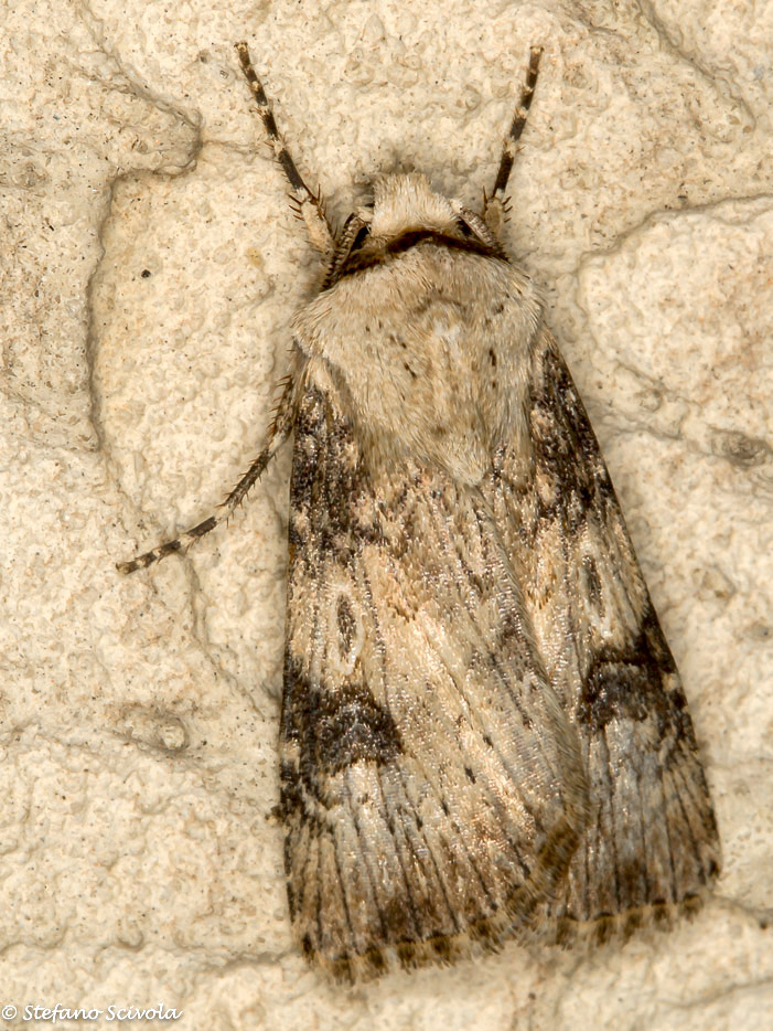 Agrotis da id - Agrotis puta, Noctuidae