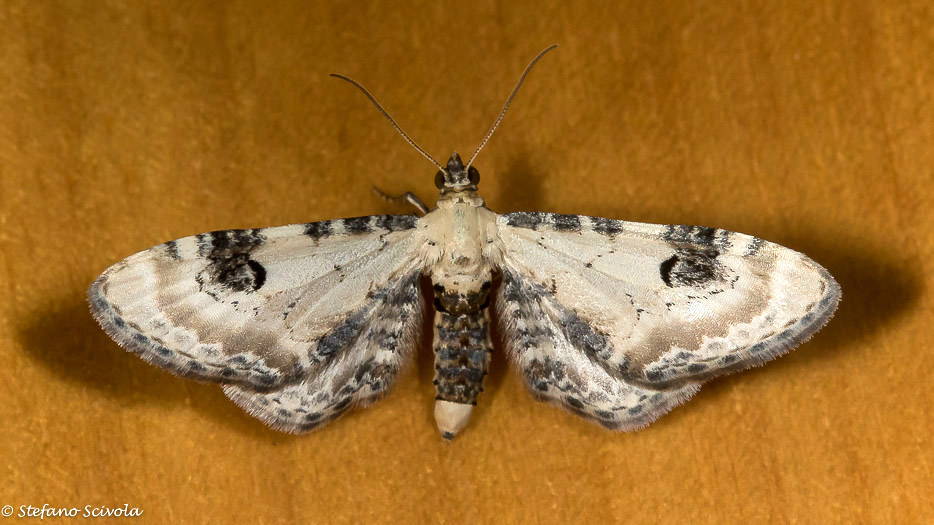 Eupithecia centaureata - Geometridae