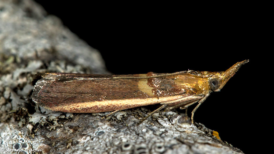 Etiella zinckenella - Pyralidae