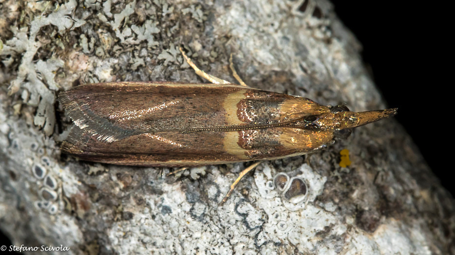 Etiella zinckenella - Pyralidae