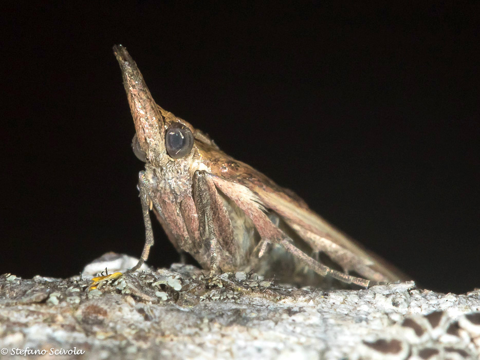 Etiella zinckenella - Pyralidae