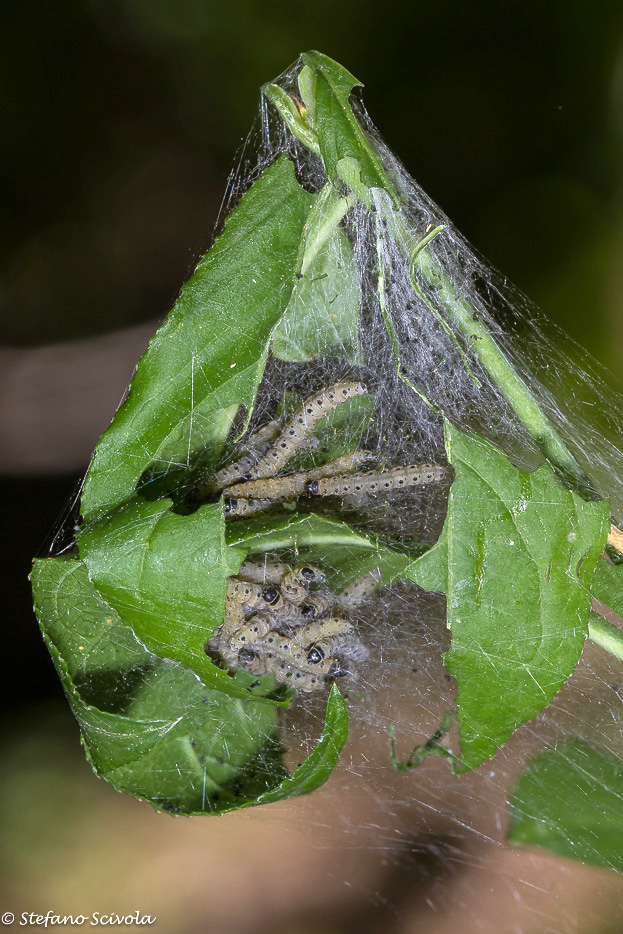 Auto id. larve - Yponomeutidae