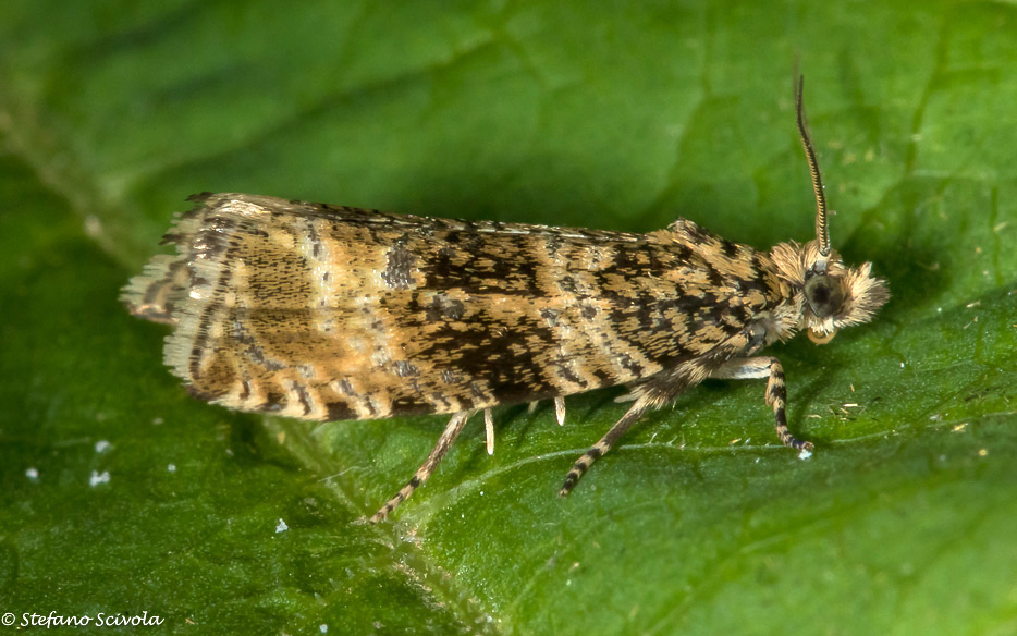 Tortricidae da id.- Celypha lacunana