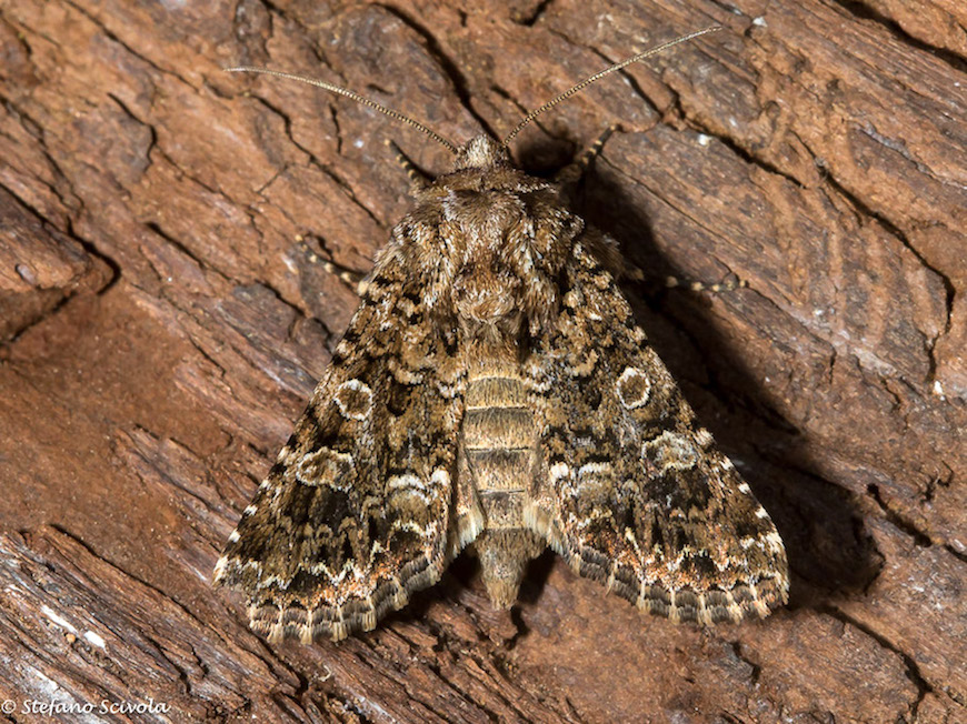 Hadena perplexa, Noctuidae