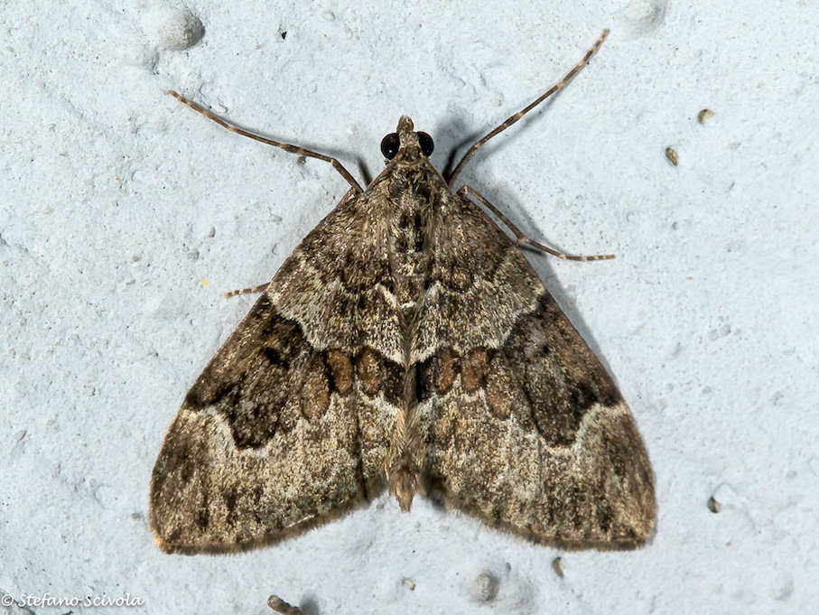 Thera sp.