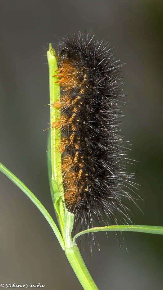Aiuto id. larva - Chelis maculosa, Erebidae Arctiinae