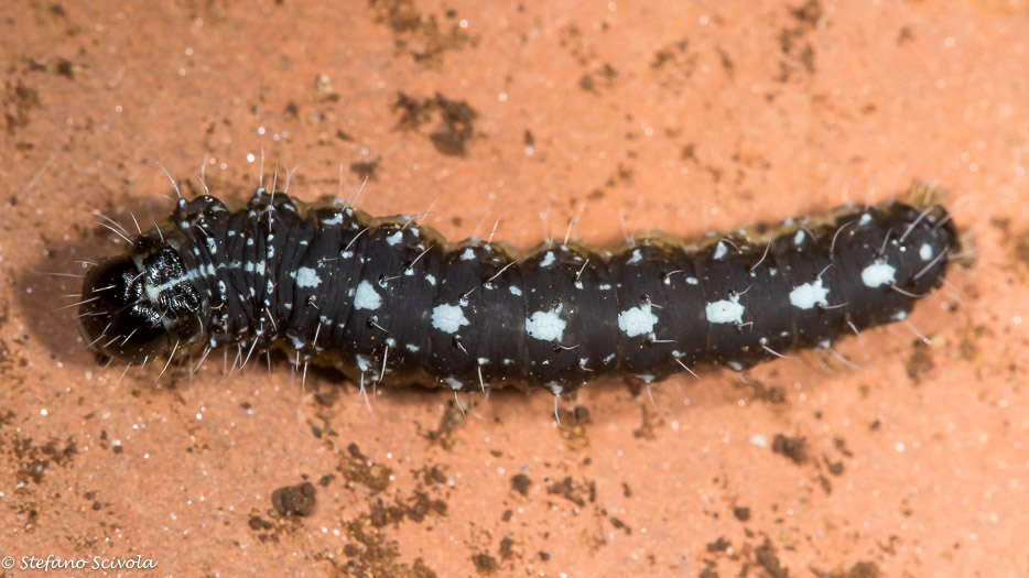 Larva da confermare - Nyctobrya (Bryopsis) muralis, Noctuidae