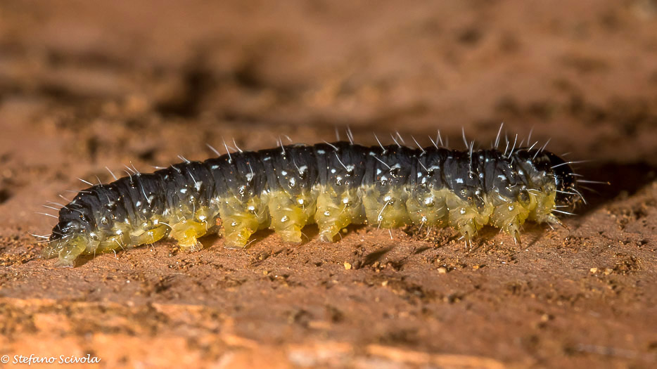 Larva da confermare - Nyctobrya (Bryopsis) muralis, Noctuidae