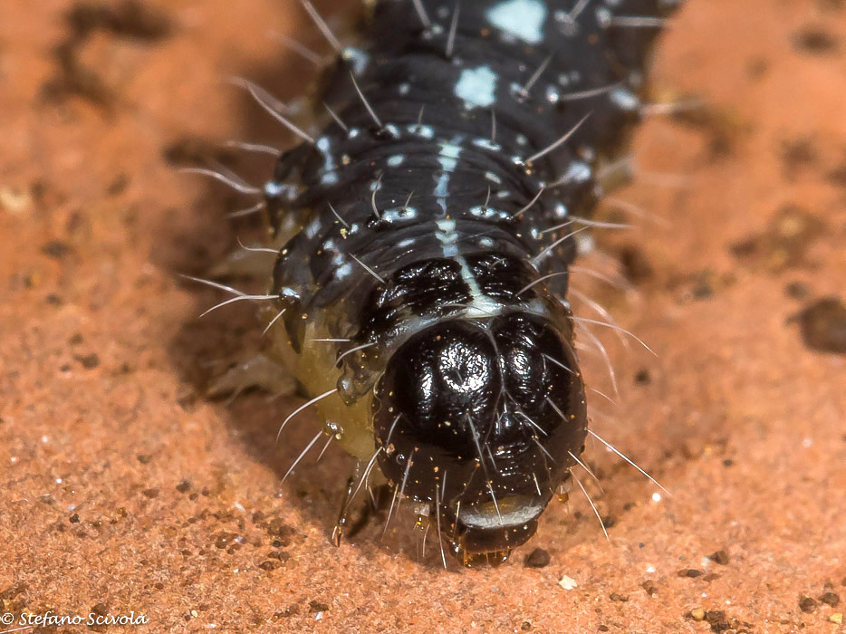 Larva da confermare - Nyctobrya (Bryopsis) muralis, Noctuidae