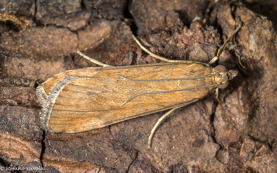 Crambidae da confermare - Nomophila noctuella