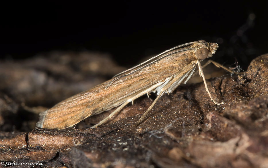 Crambidae da confermare - Nomophila noctuella