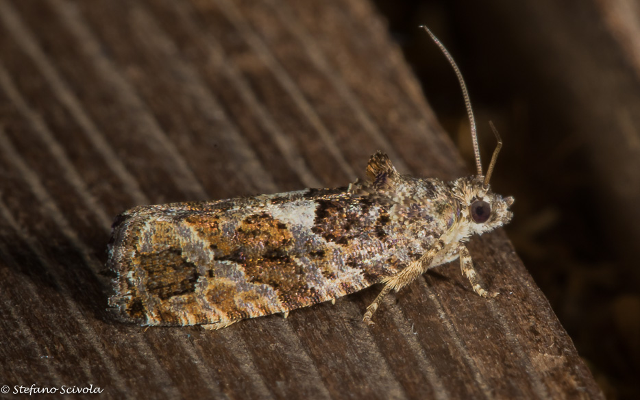 Tortricidae da confermare: Eudemis profundana