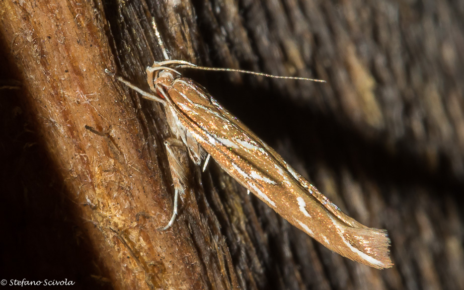 Micro da id. Pyroderces argyrogrammos - Cosmopterigidae