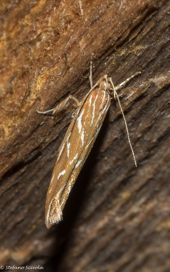 Micro da id. Pyroderces argyrogrammos - Cosmopterigidae